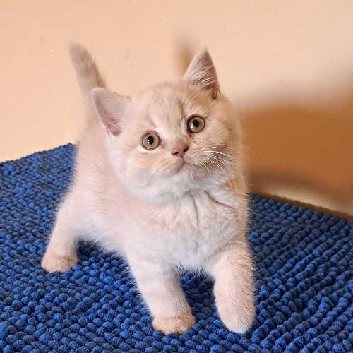 Foto van de poes