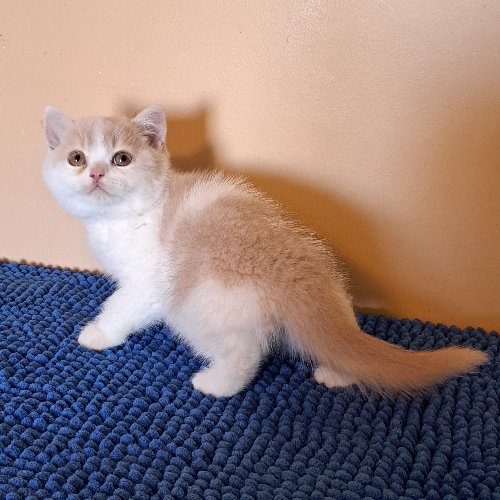 Foto van de poes