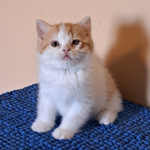 Foto van de poes