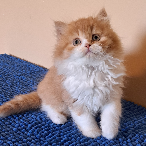 Foto van de poes