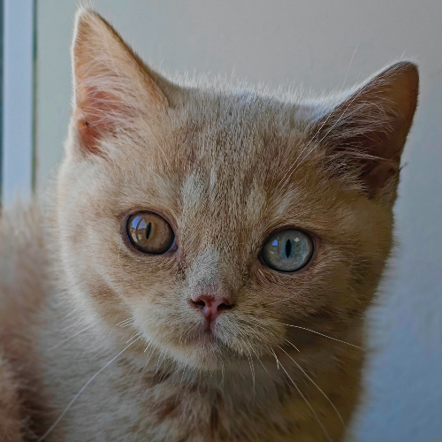 Foto van de poes