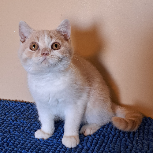 Foto van de poes