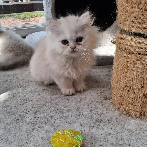 Foto van de poes