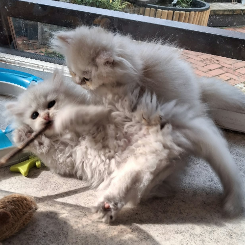 Foto van de poes