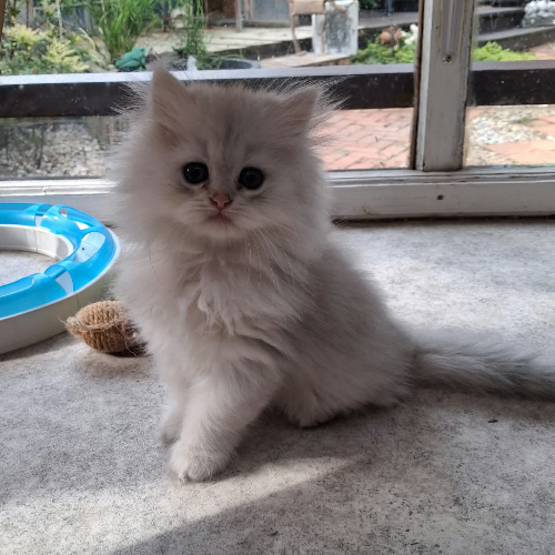 Foto van de poes