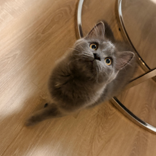Foto van de poes