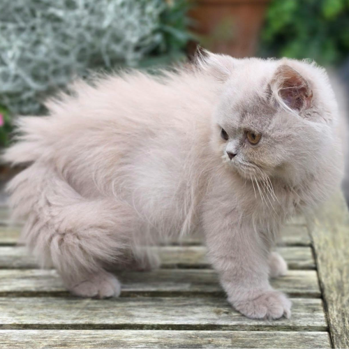 Foto van de poes