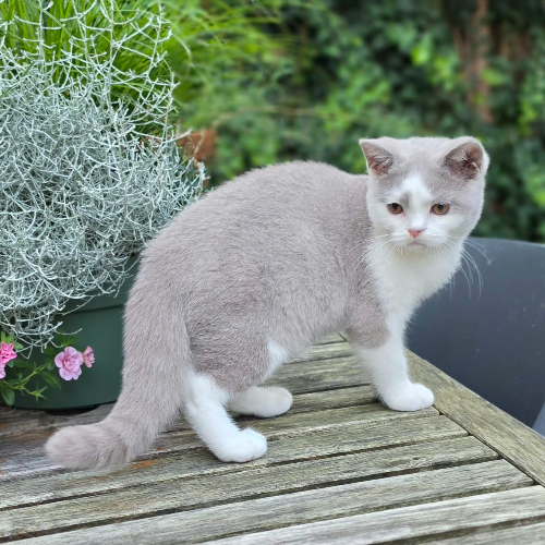 Foto van de poes