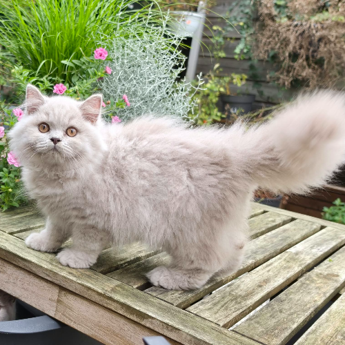 Foto van de poes