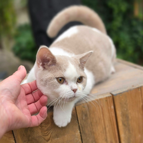 Foto van de poes