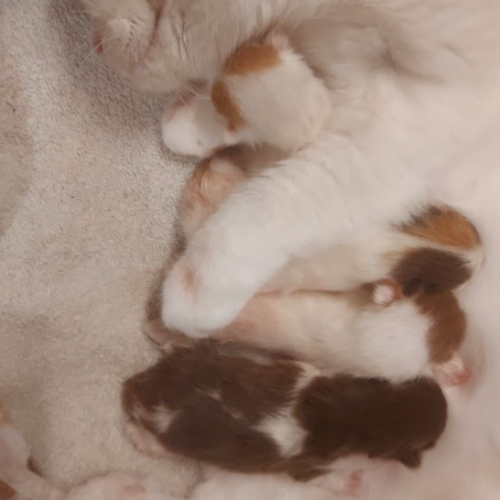 Foto van de poes