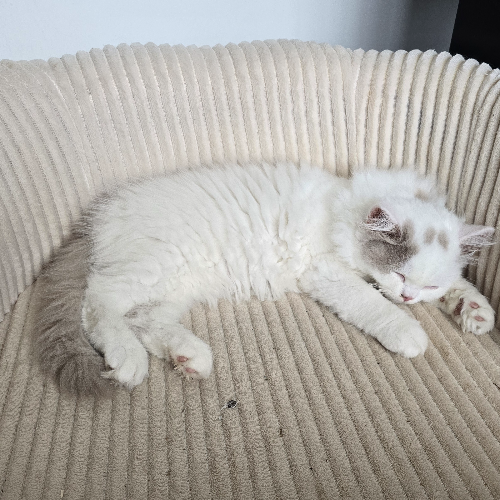 Foto van de poes