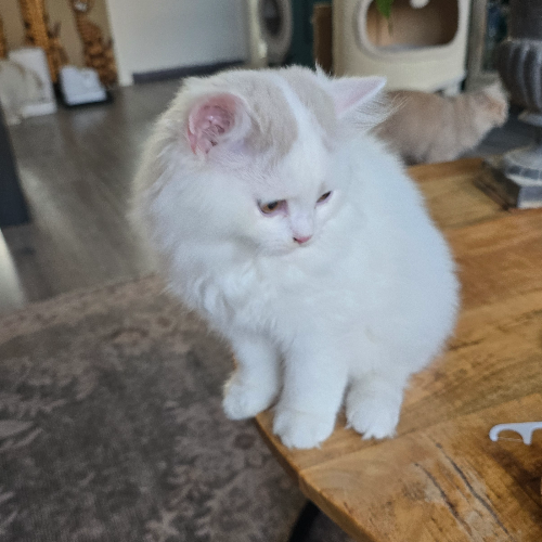 Foto van de poes