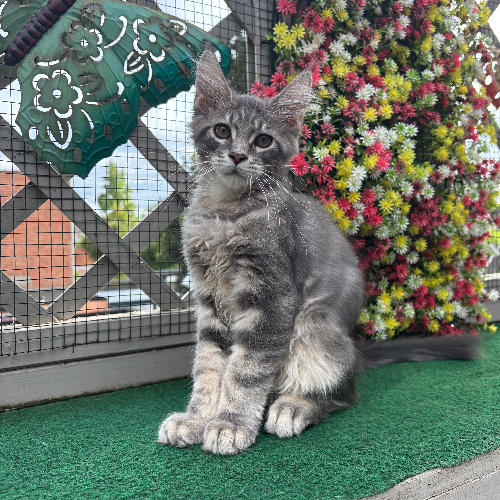 Foto van de poes