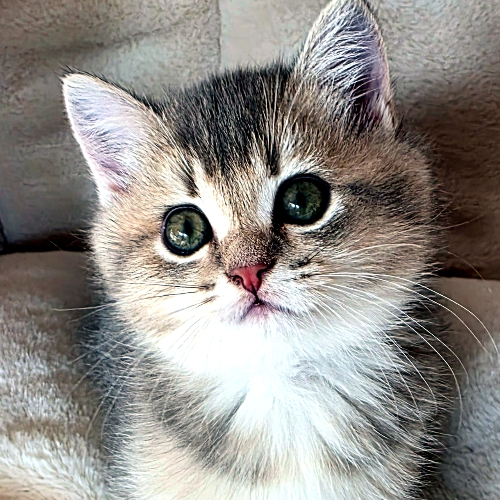 Foto van de poes