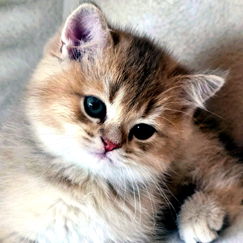 Foto van de poes