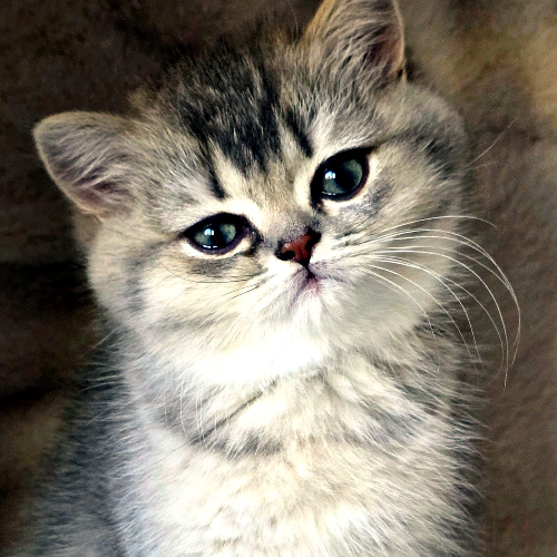Foto van de poes