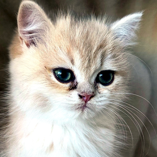 Foto van de poes