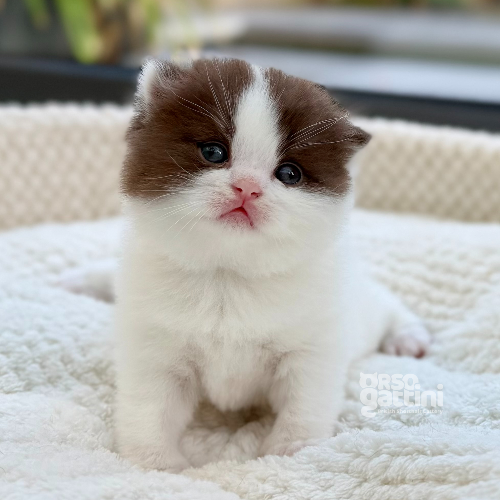 Foto van de poes