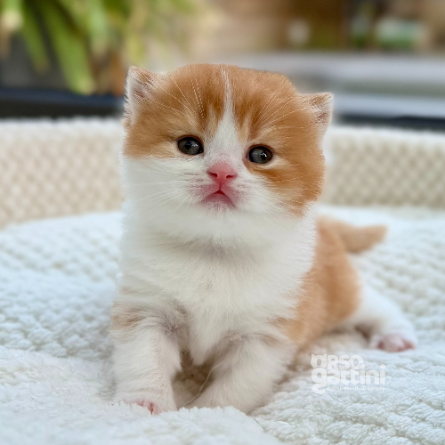 Foto van de poes