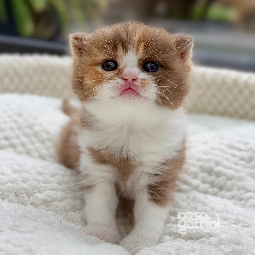 Foto van de poes