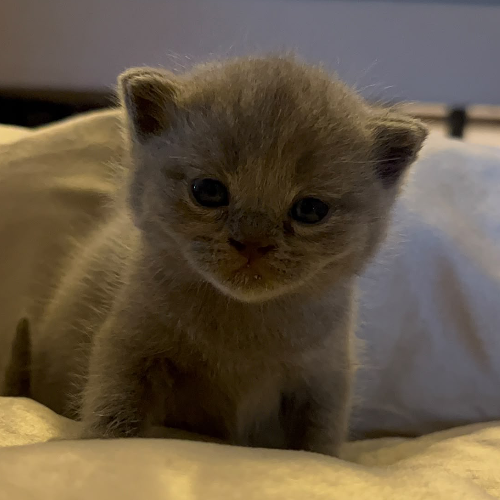 Foto van de poes