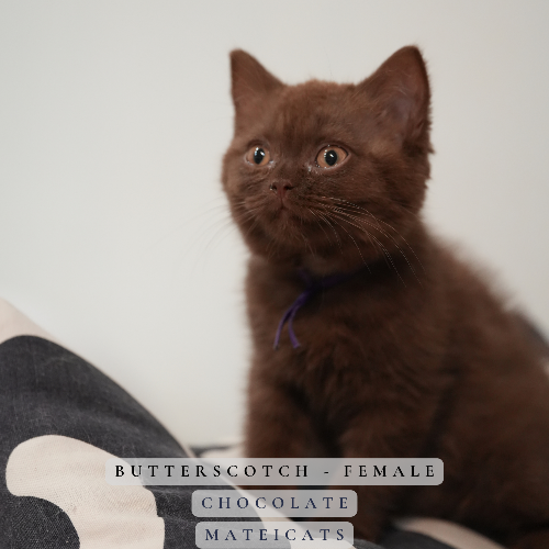 Foto van de poes