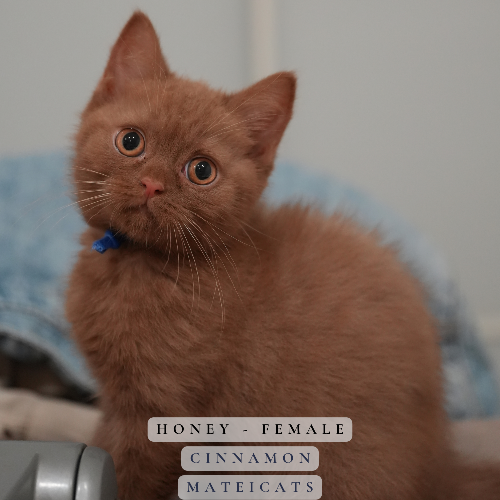 Foto van de poes