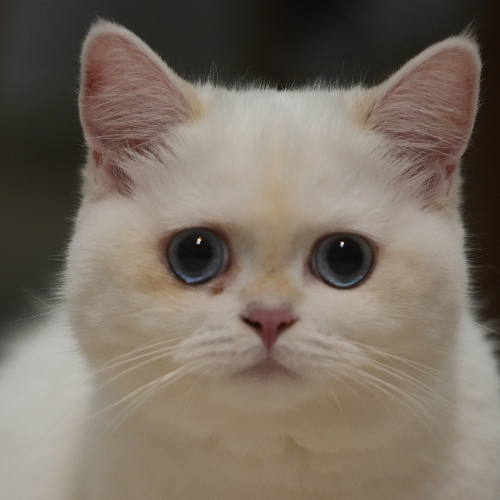 Foto van de poes