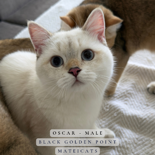 Foto van de poes