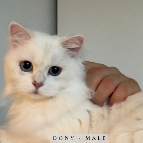 Foto van de poes