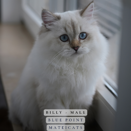 Foto van de poes