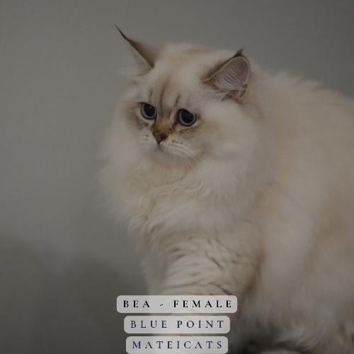 Foto van de poes