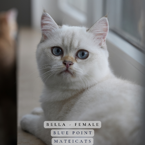 Foto van de poes