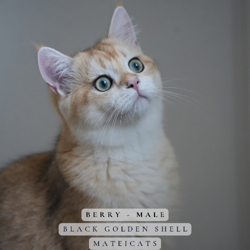 Foto van de poes