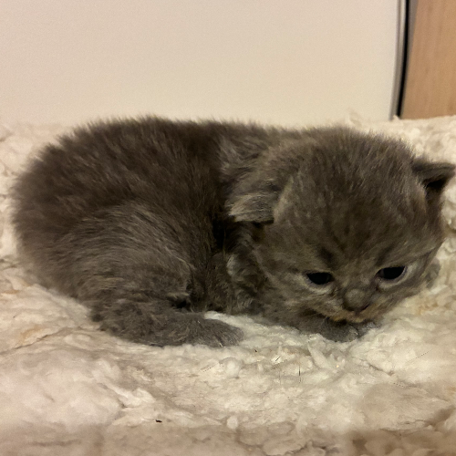 Foto van de poes