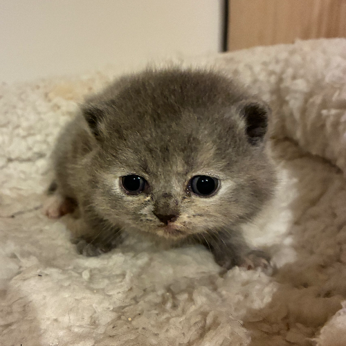 Foto van de poes