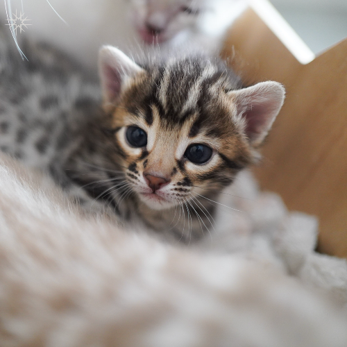 Foto van de poes