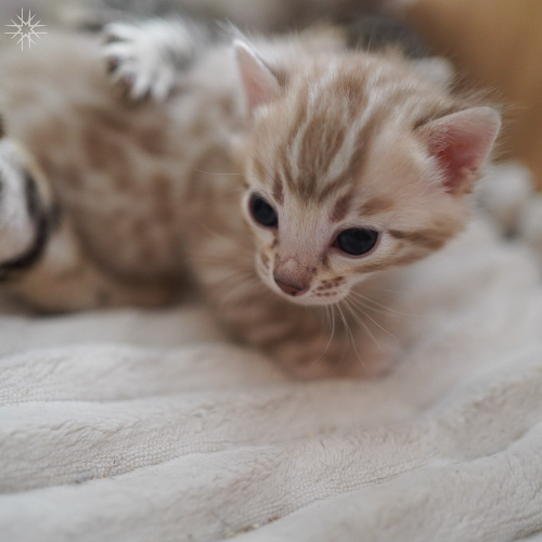 Foto van de poes