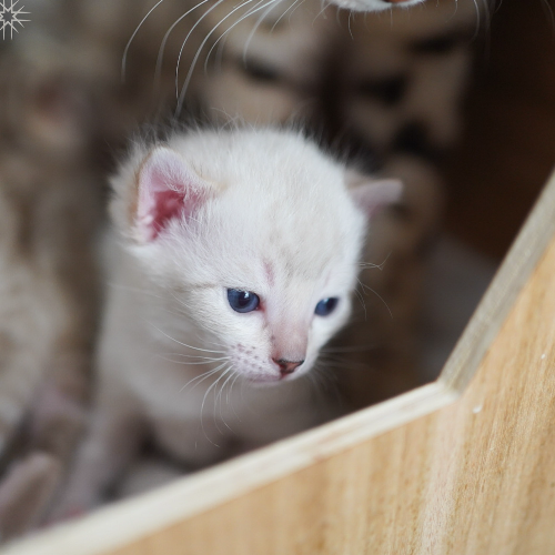 Foto van de poes