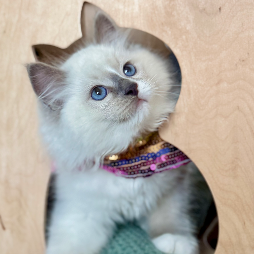 Foto van de poes