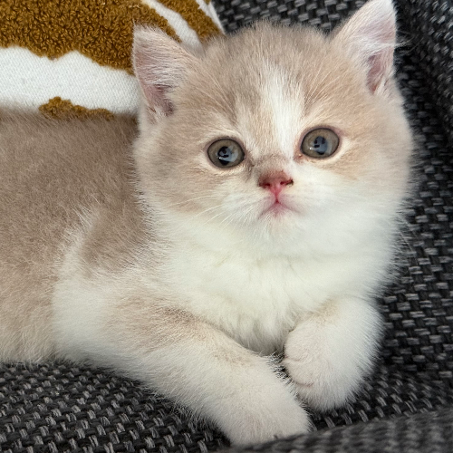 Foto van de poes
