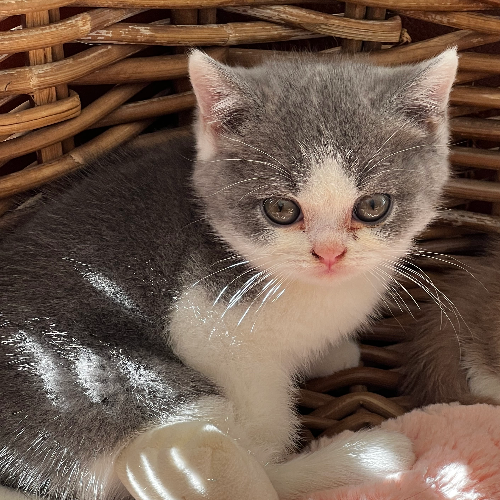 Foto van de poes
