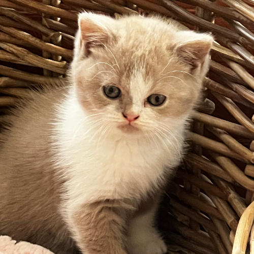 Foto van de poes