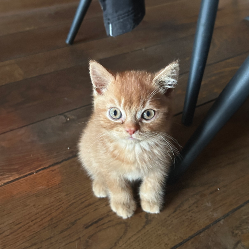 Foto van de poes
