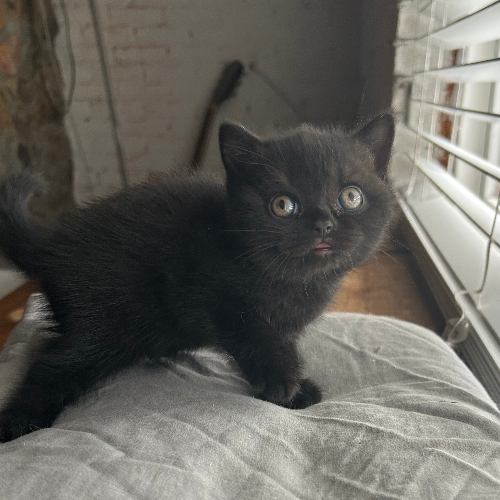 Foto van de poes