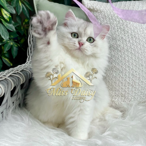 Foto van de poes