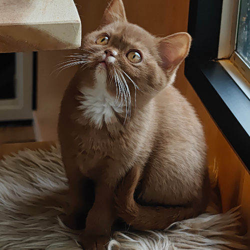 Foto van de poes