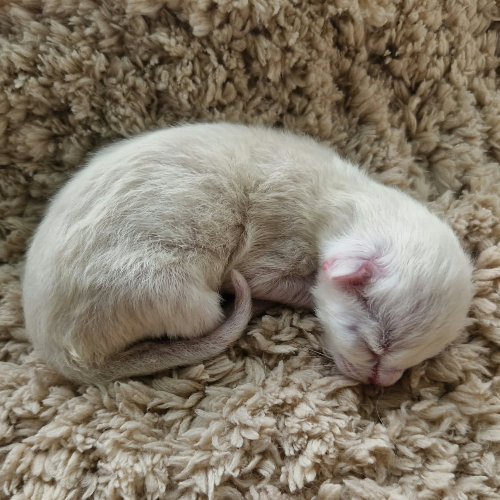 Foto van de poes