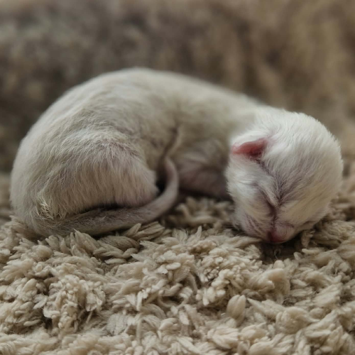 Foto van de poes